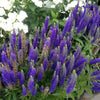 Veronica spicata Royal Candles Glory PP18932, COPF, CPBRAF Royal Candles Speedwell