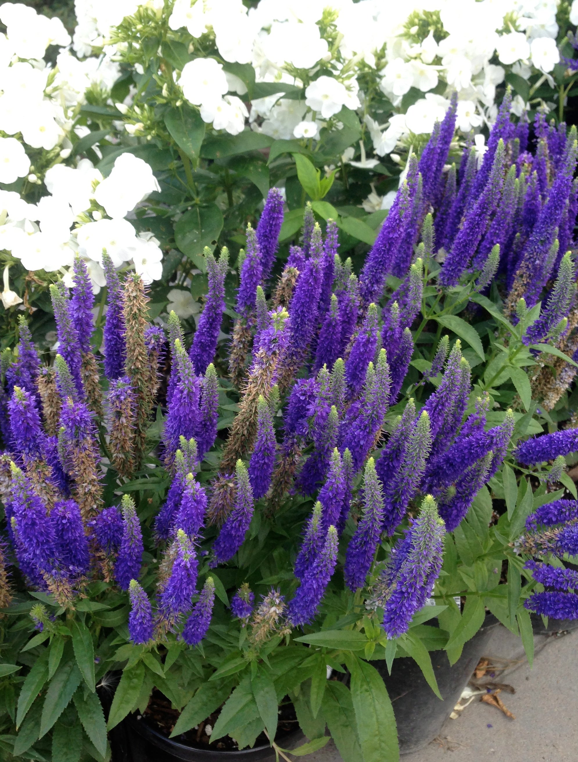 Veronica spicata Royal Candles Glory PP18932, COPF, CPBRAF Royal Candles Speedwell