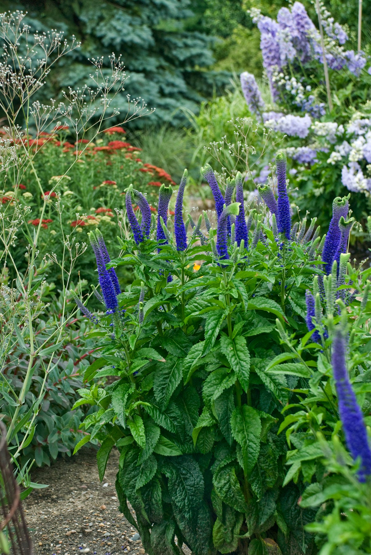 Veronica x Sunny Border Blue Spike Speedwell