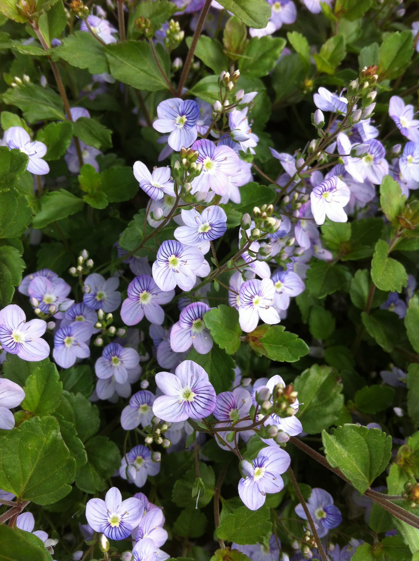 Veronica x Waterperry Blue Creeping Speedwell