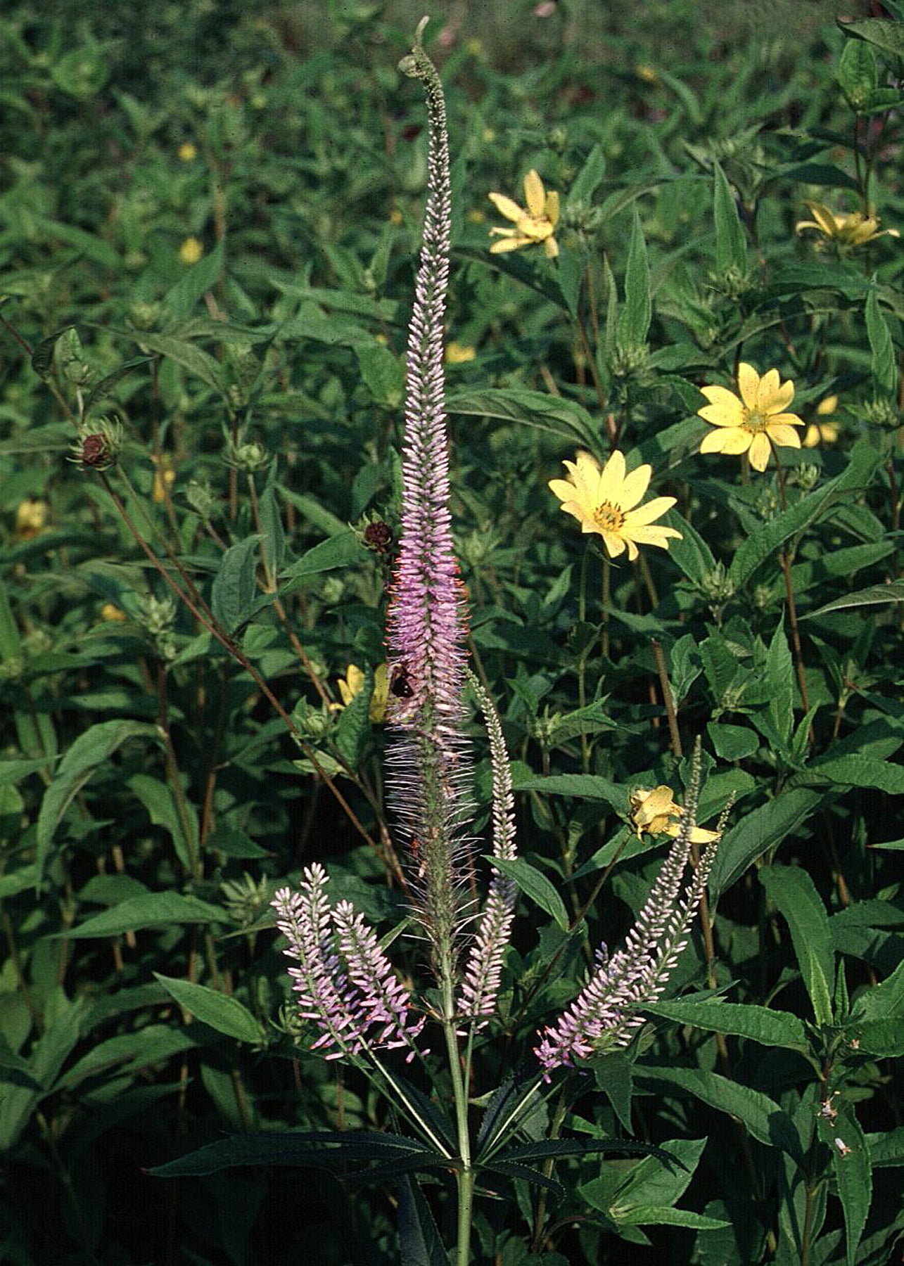 Veronicastrum virginicum Lavender Towers Lavendelturm Lavender Towers Culver's Root