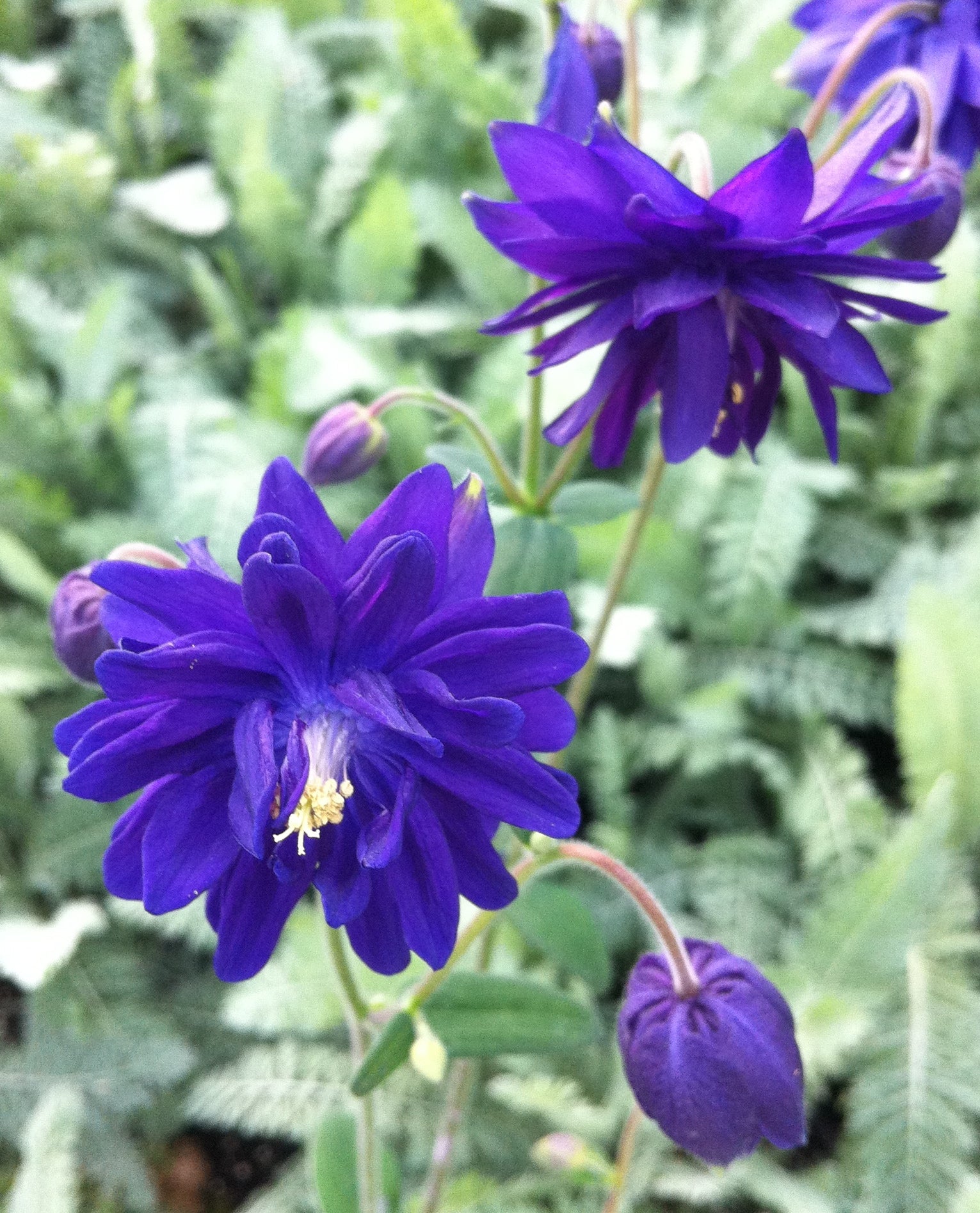 Aquilegia vulgaris Blue Barlow Columbine