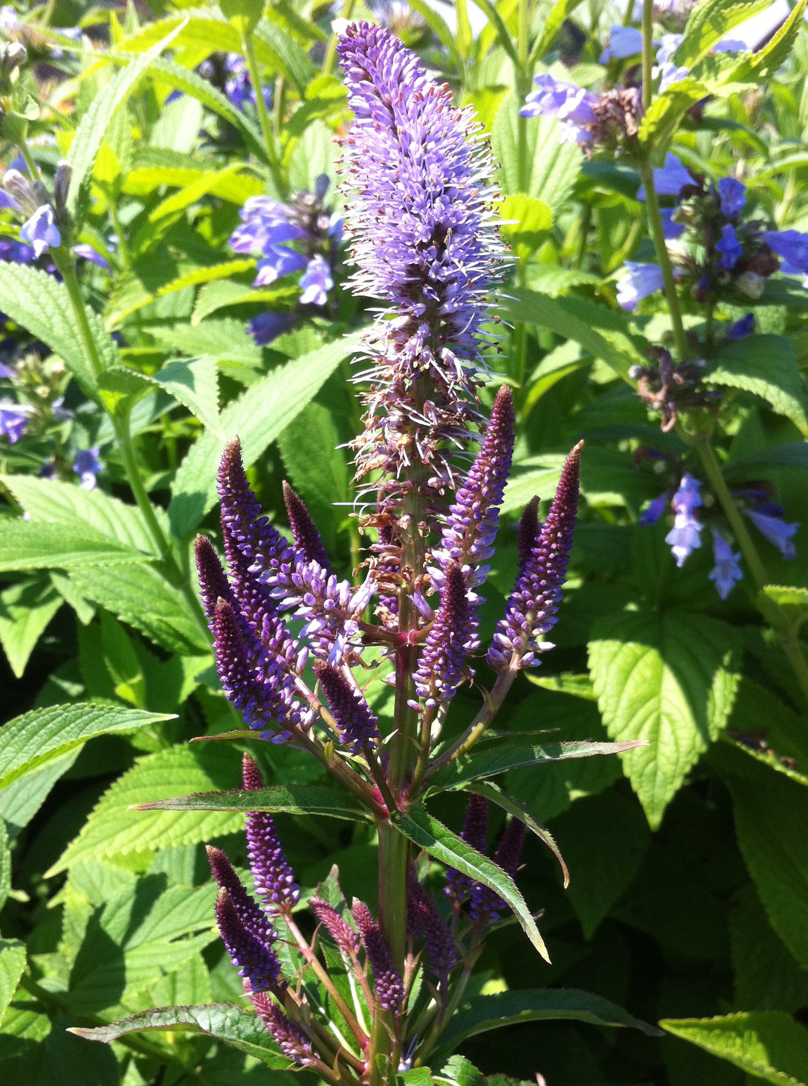 Veronicastrum virginicum Red Arrows Culver's Root