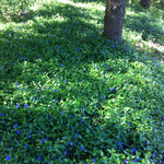 Vinca minor Periwinkle