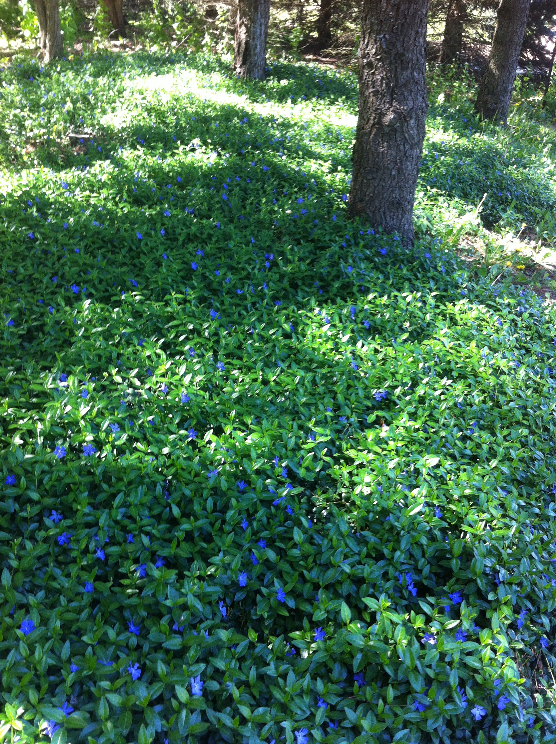 Vinca minor Periwinkle