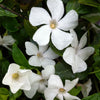 Vinca minor Alba Periwinkle