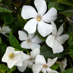 Vinca minor Alba Periwinkle