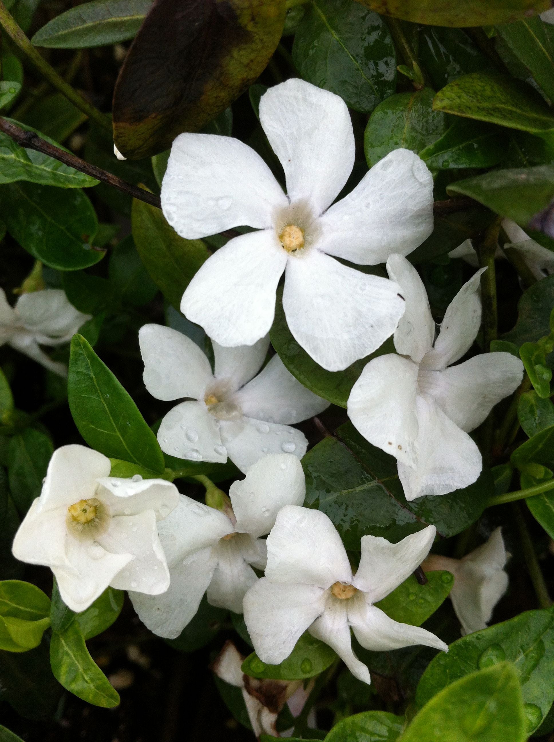 Vinca minor Alba Periwinkle