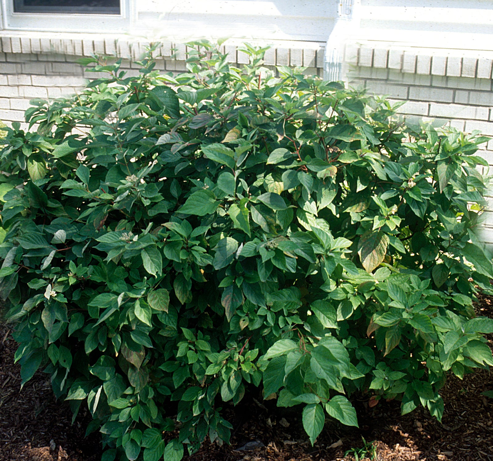 Cornus amomum Silky Dogwood