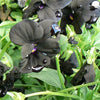 Viola cornuta Black Magic PP06595 Pansy