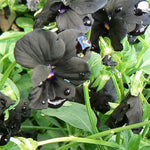 Viola cornuta Black Magic PP06595 Pansy