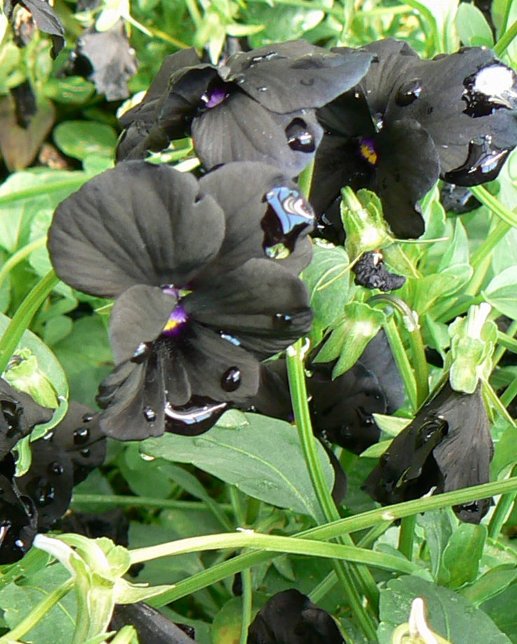 Viola cornuta Black Magic PP06595 Pansy