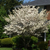 Cornus florida White Flowering Dogwood