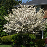 Cornus florida White Flowering Dogwood