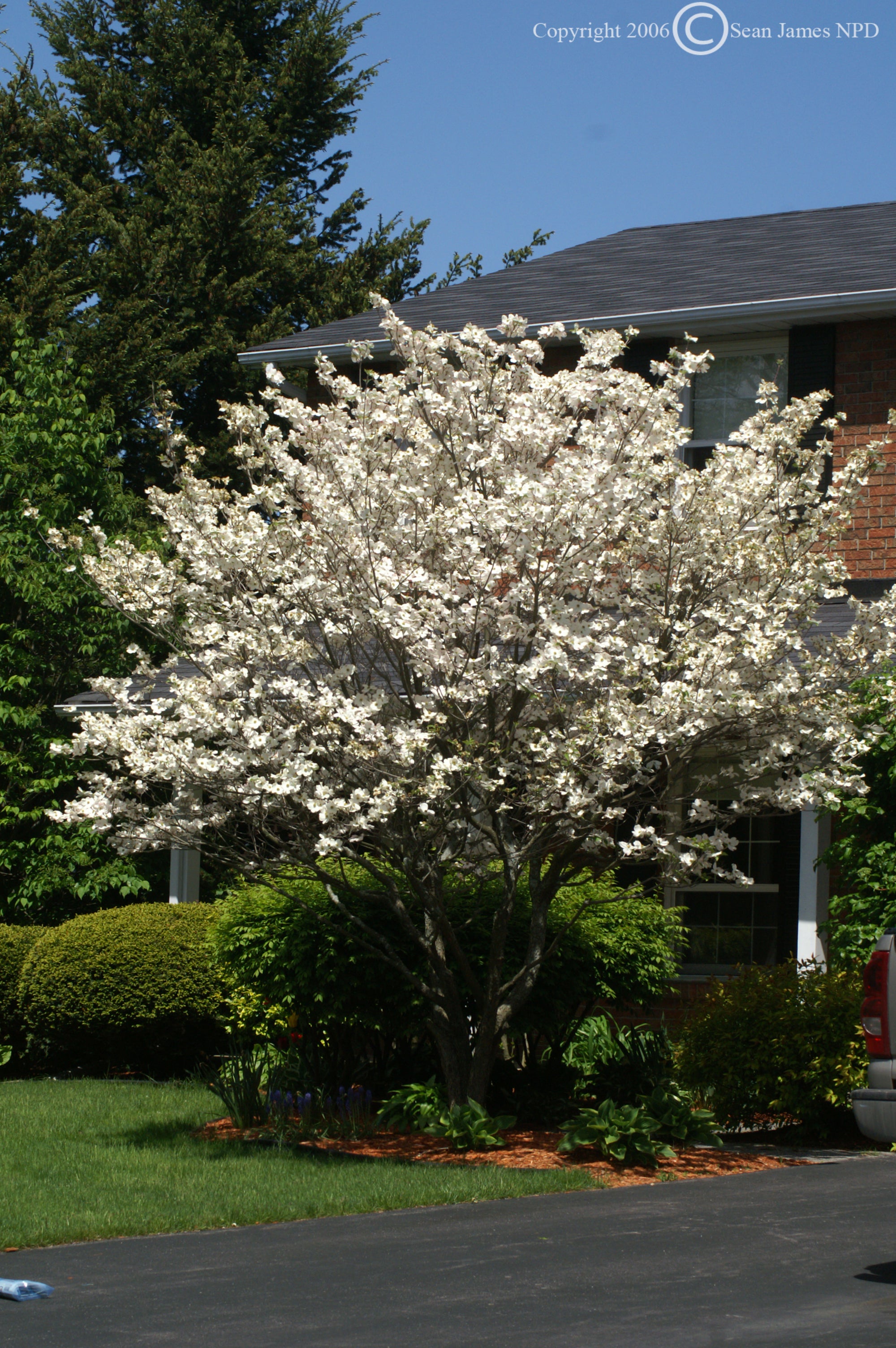 Cornus florida White Flowering Dogwood