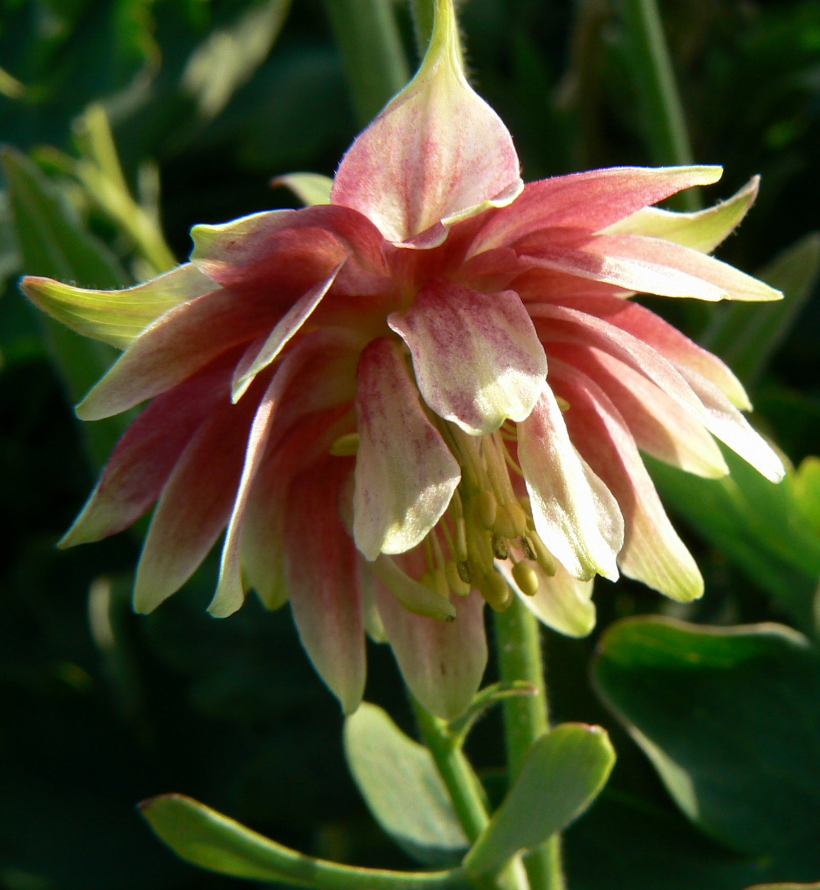 Aquilegia vulgaris Nora Barlow Columbine