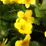 Waldsteinia ternata Barren Strawberry