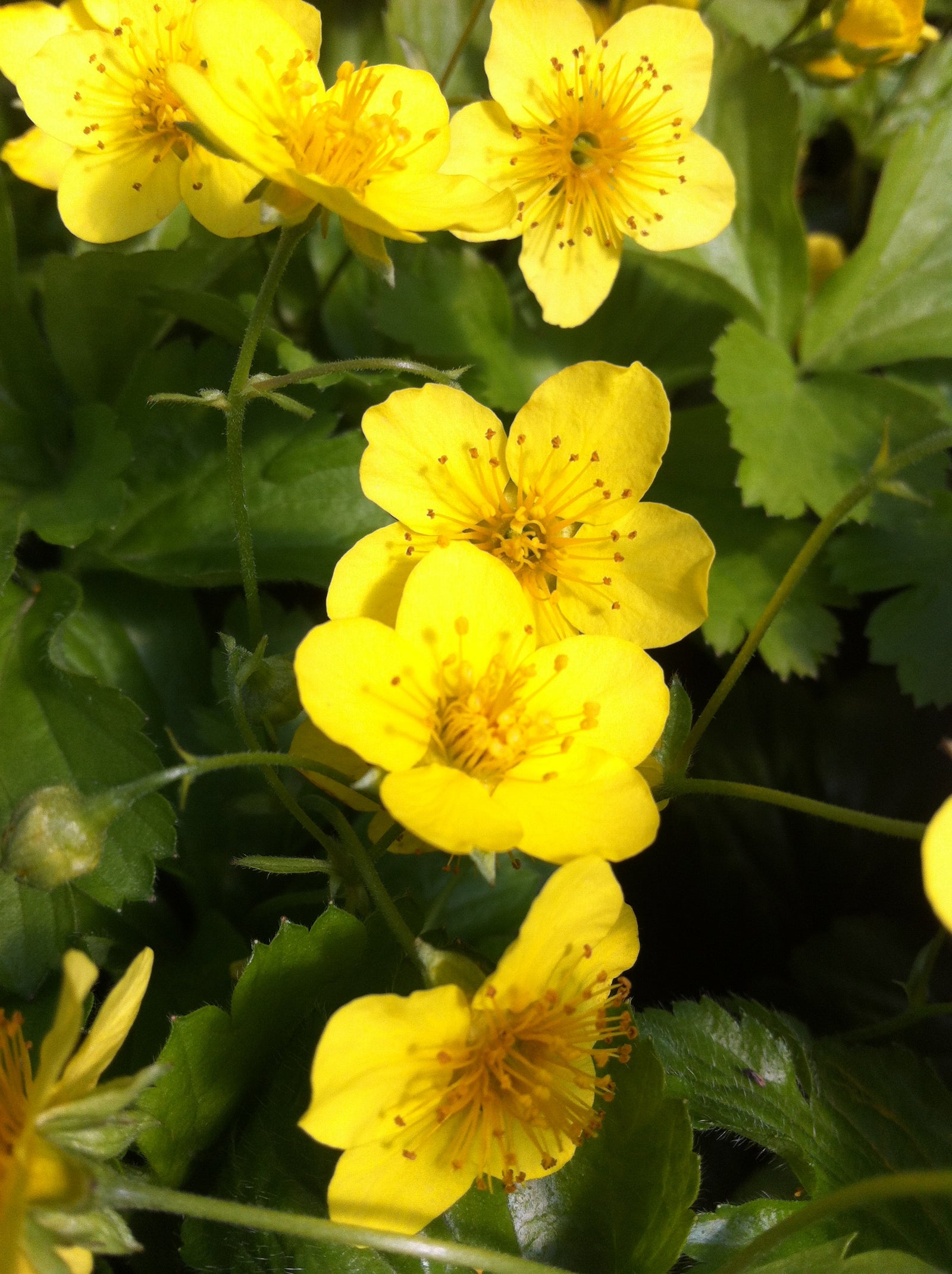 Waldsteinia ternata Barren Strawberry