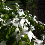 Cornus kousa var. chinensis Chinese Flowering Dogwood