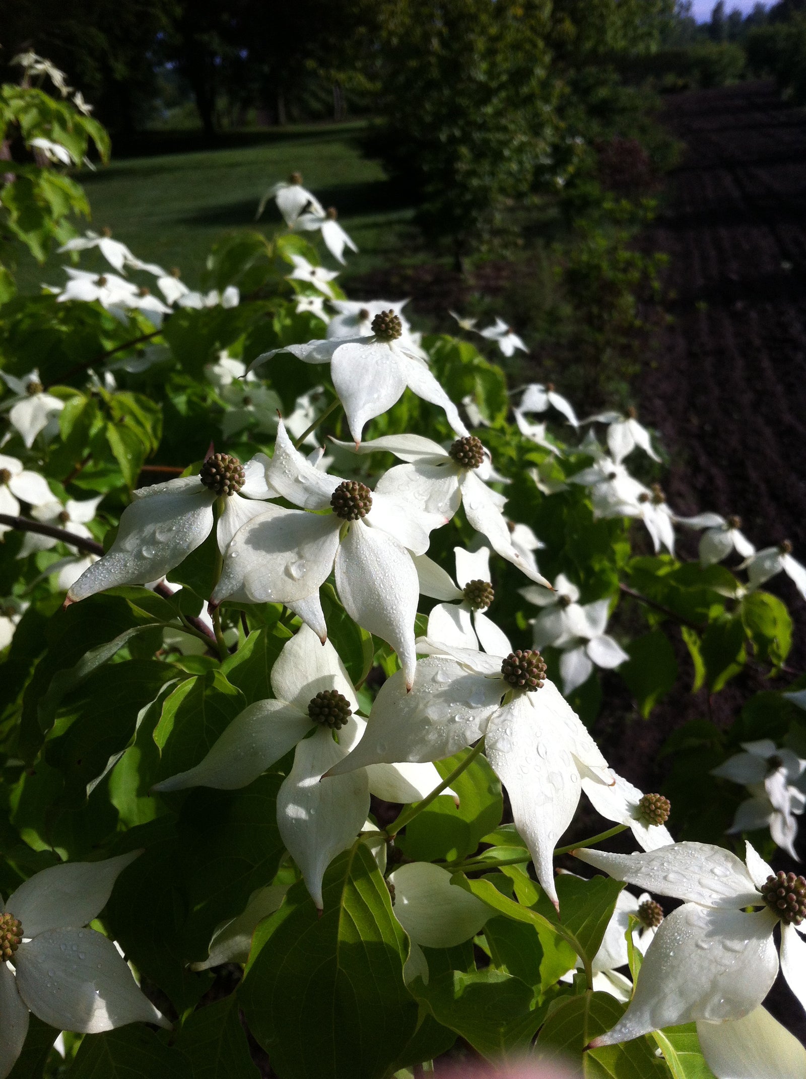 Cornus kousa var. chinensis Chinese Flowering Dogwood