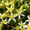 Sedum acre Oktoberfest White Mossy Stonecrop