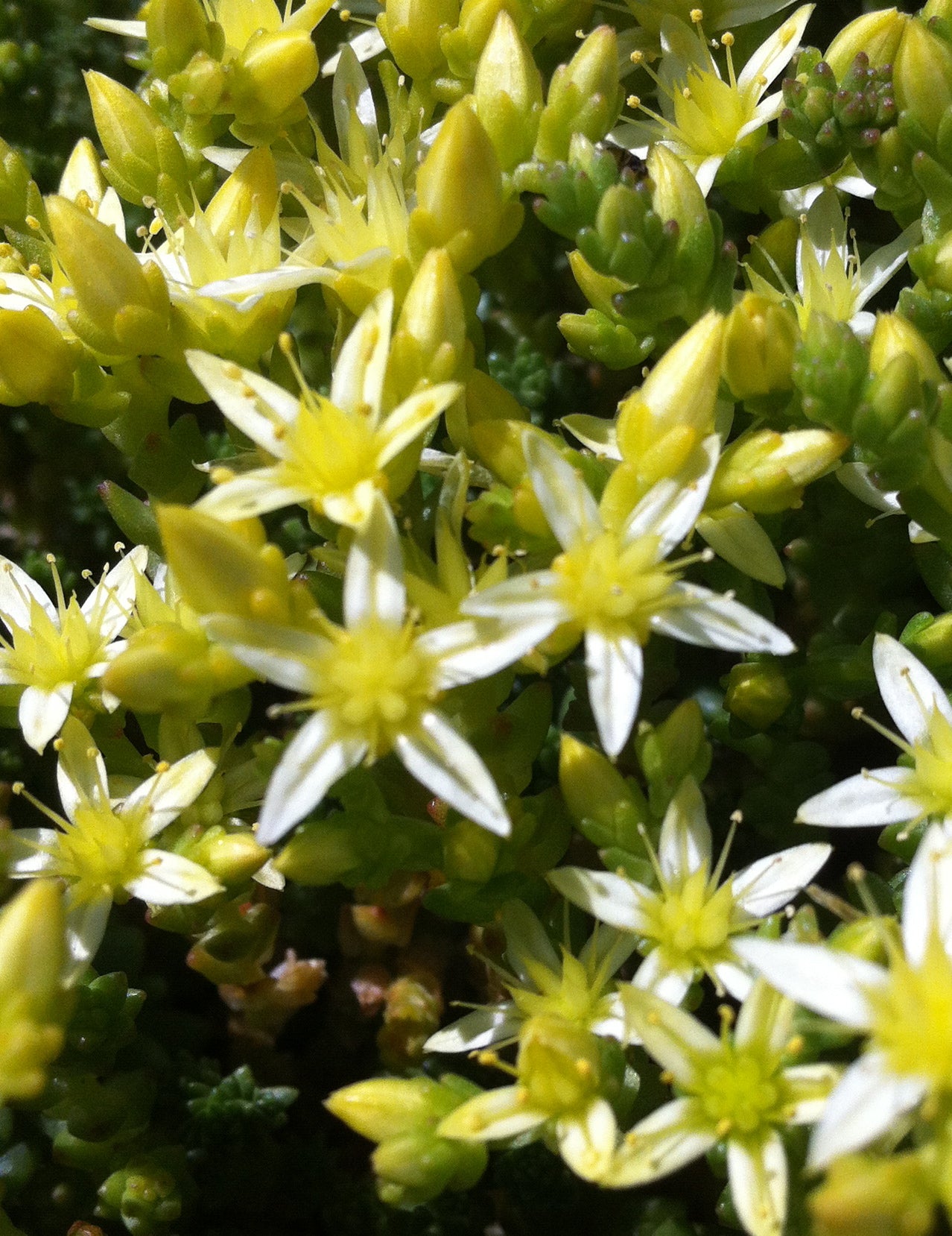 Sedum acre Oktoberfest White Mossy Stonecrop