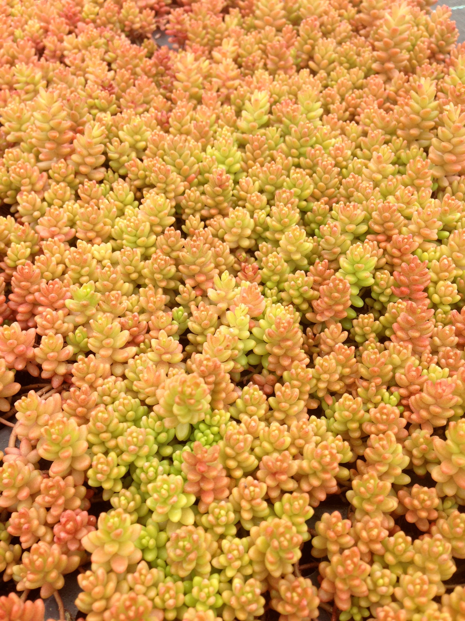 Sedum album Carpet Stonecrop