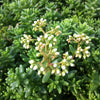 Sedum album Coral Carpet Coral Carpet Stonecrop