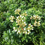 Sedum album Coral Carpet Coral Carpet Stonecrop