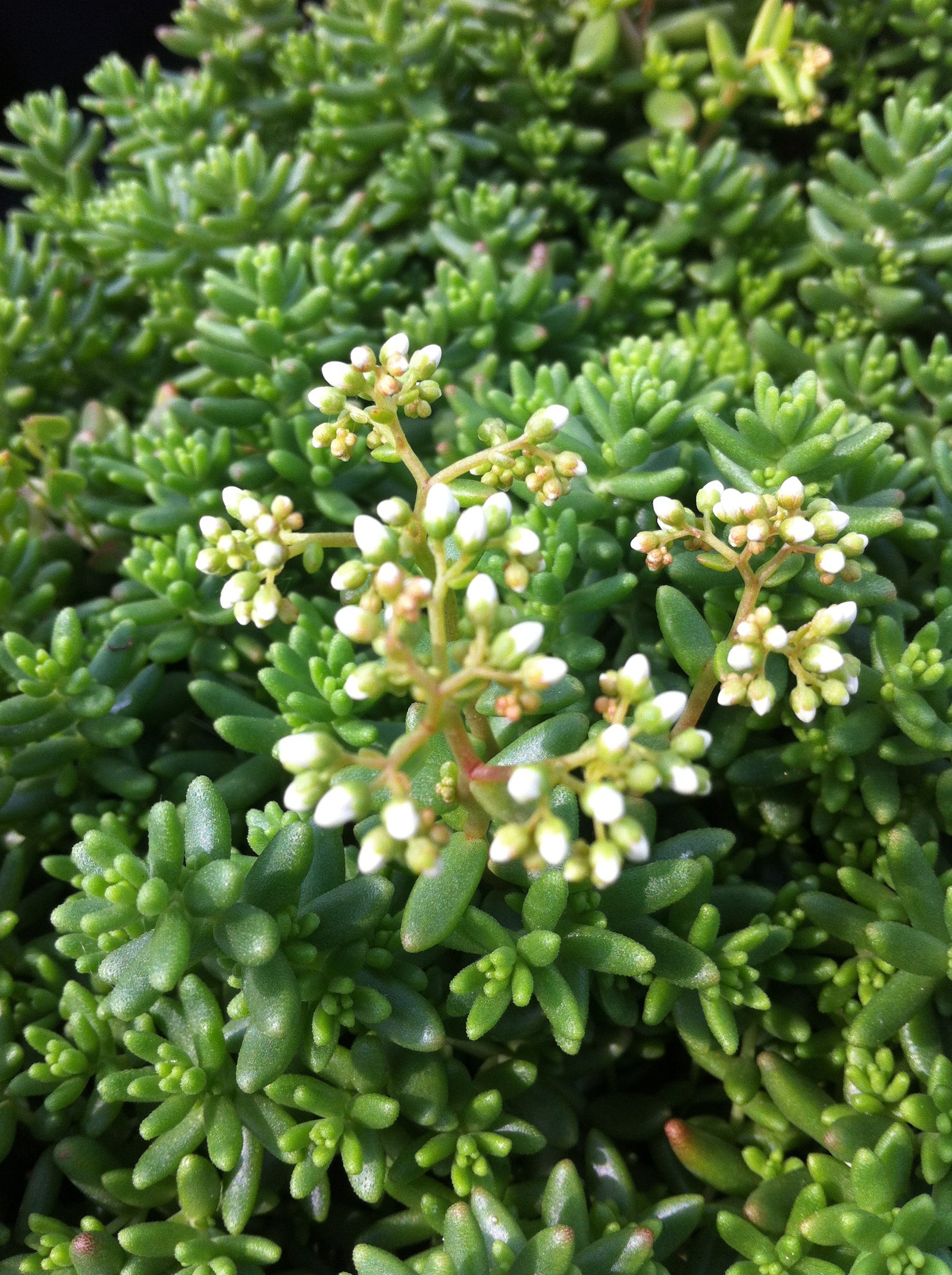 Sedum album Coral Carpet Coral Carpet Stonecrop