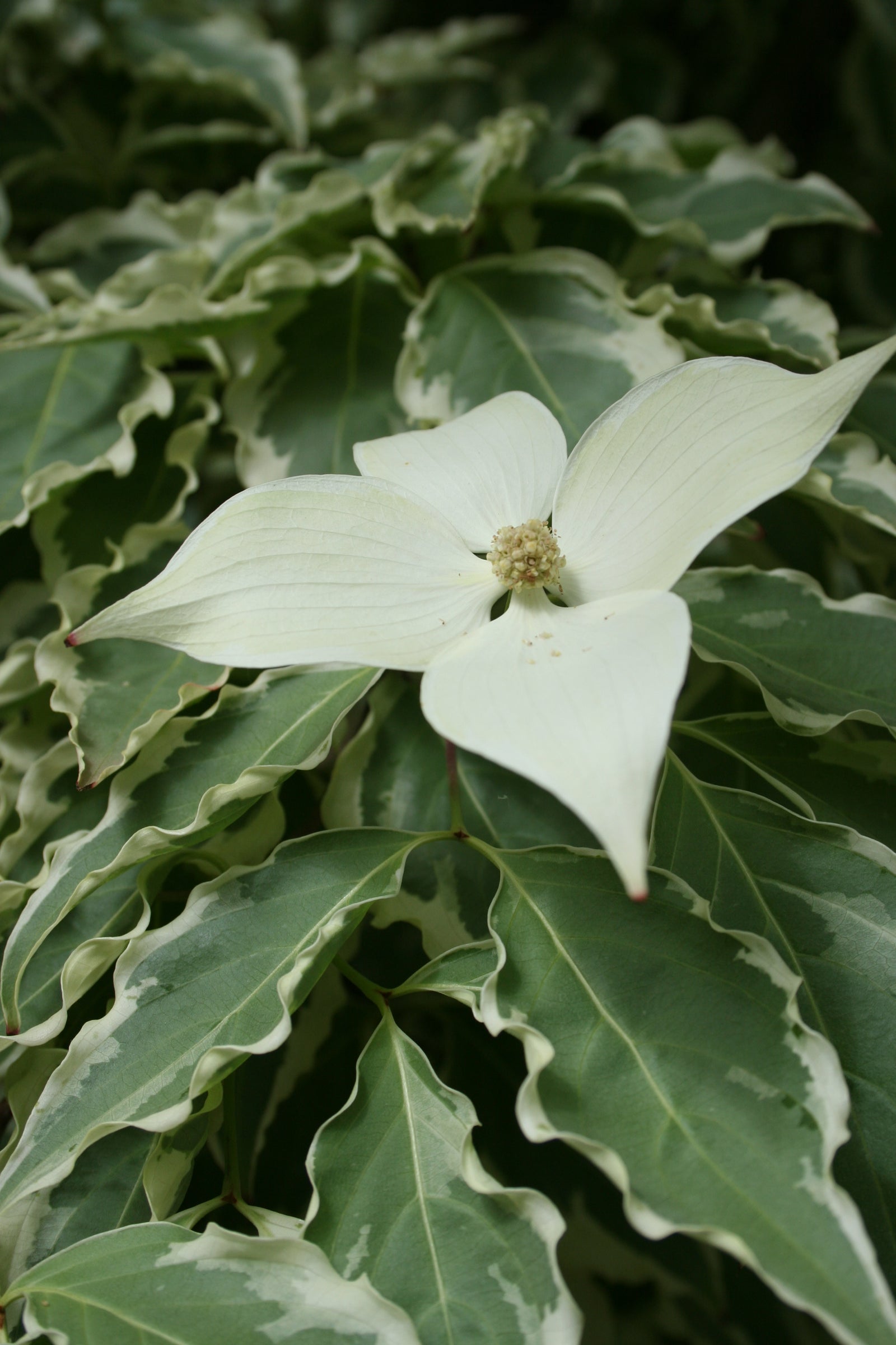 Cornus kousa Samaritan Samzam Samaritan Flowering Dogwood