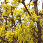 Cornus mas Cornelian Cherry Dogwood