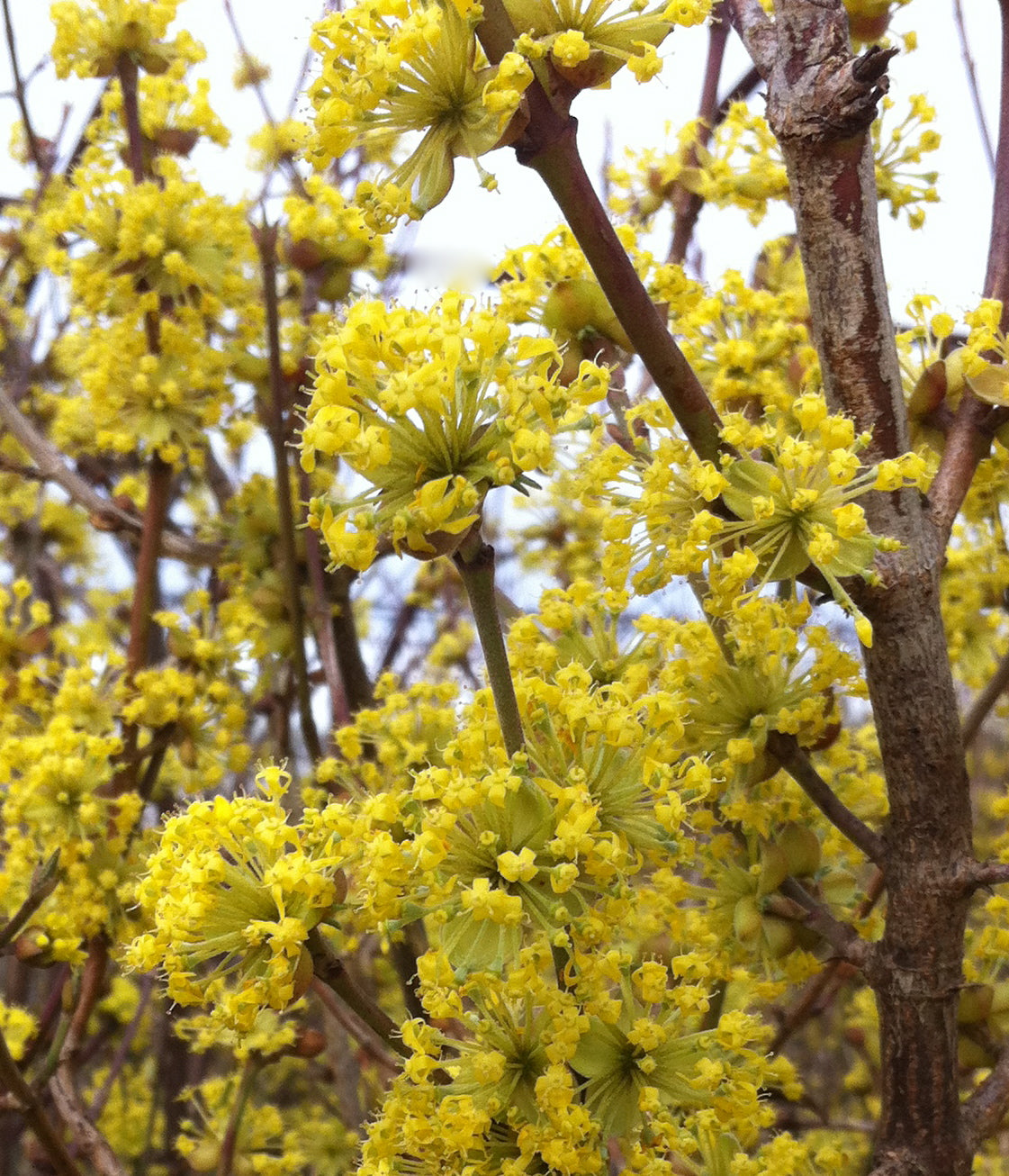 Cornus mas Cornelian Cherry Dogwood