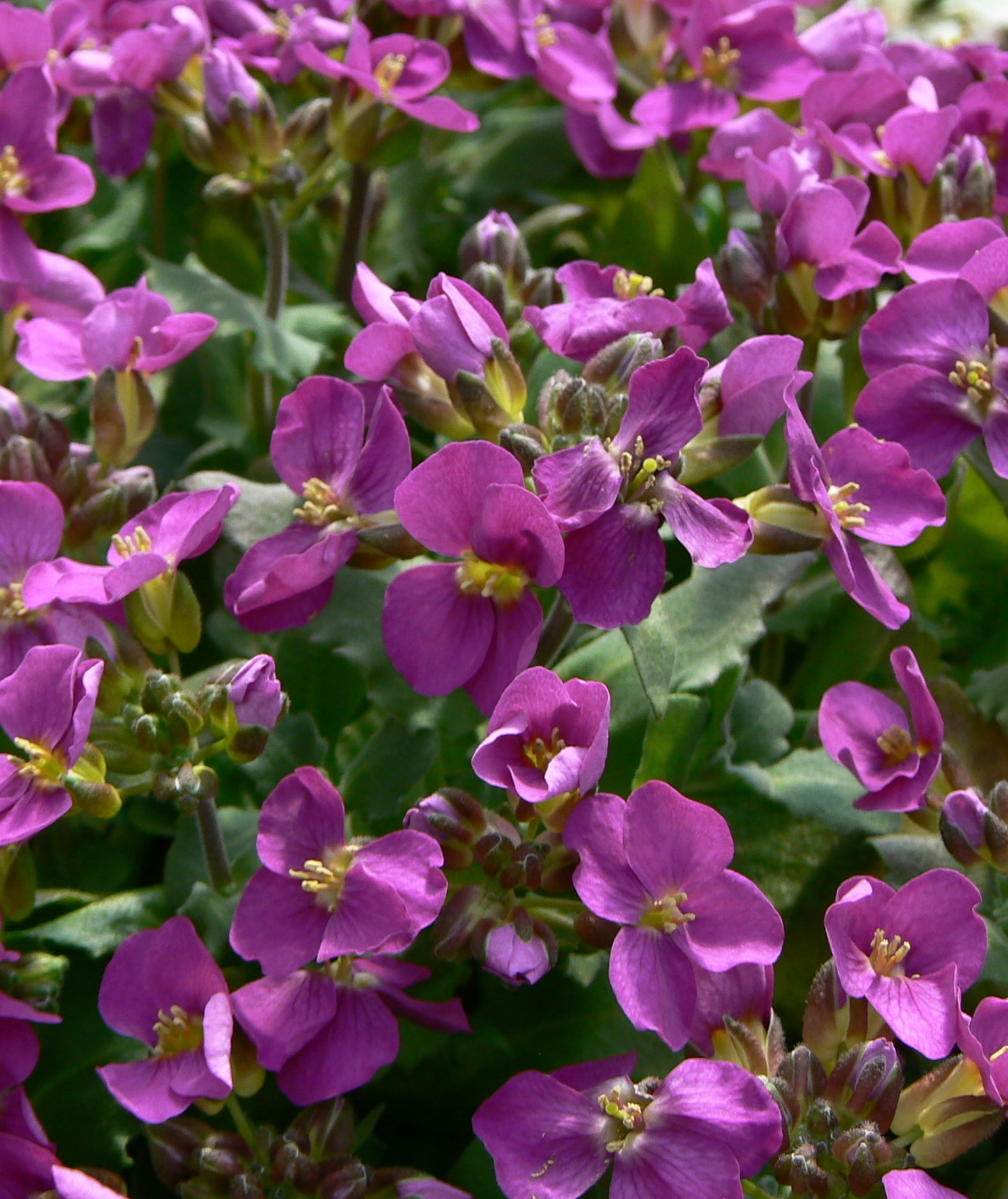 Arabis arendsii Compinkie Rock Cress