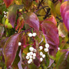 Cornus racemosa Gray Dogwood