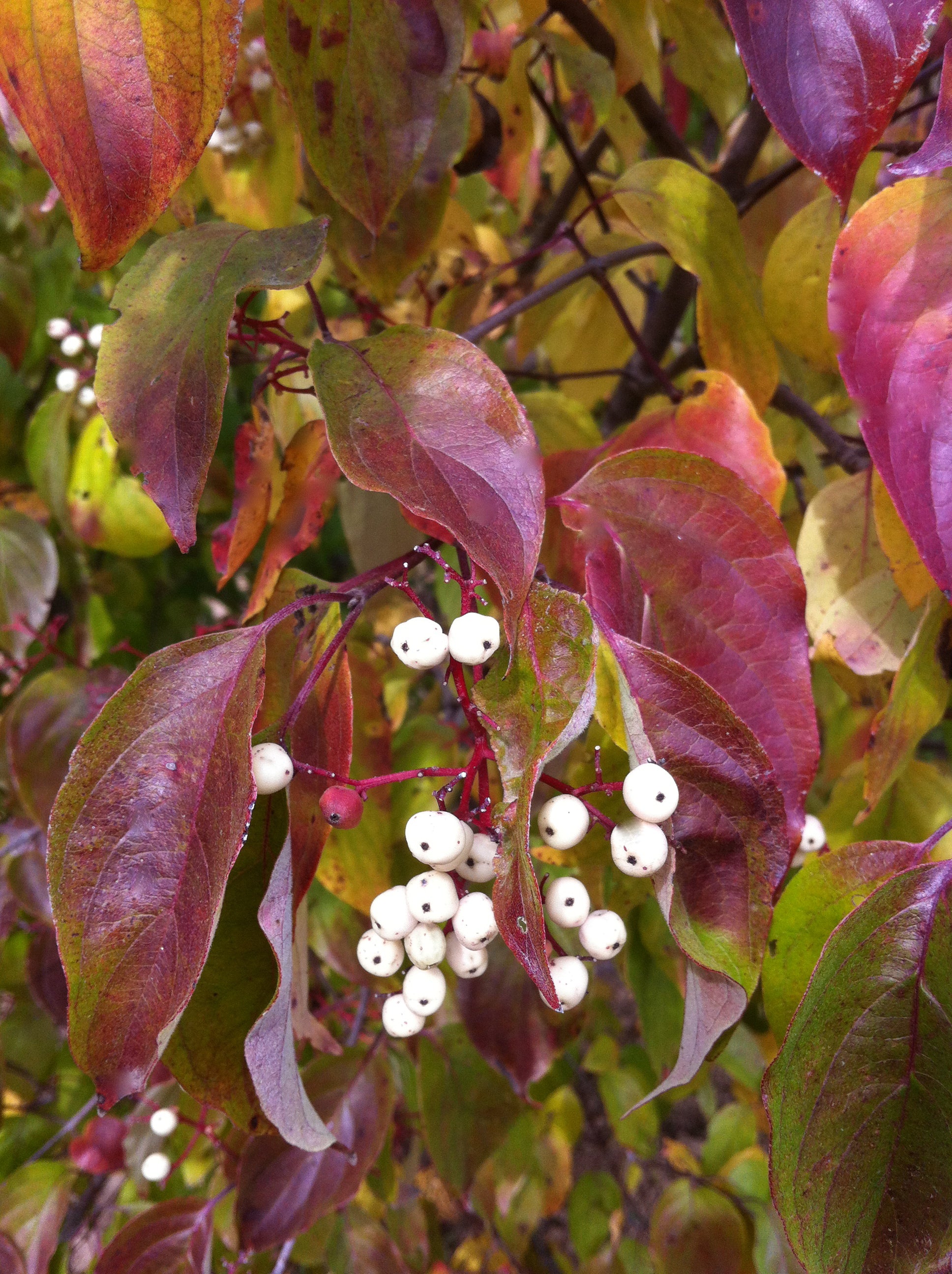 Cornus racemosa Gray Dogwood