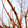 Cornus sanguinea Winter Beauty Winter Beauty Dogwood