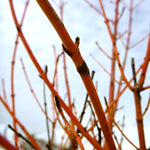 Cornus sanguinea Winter Beauty Winter Beauty Dogwood