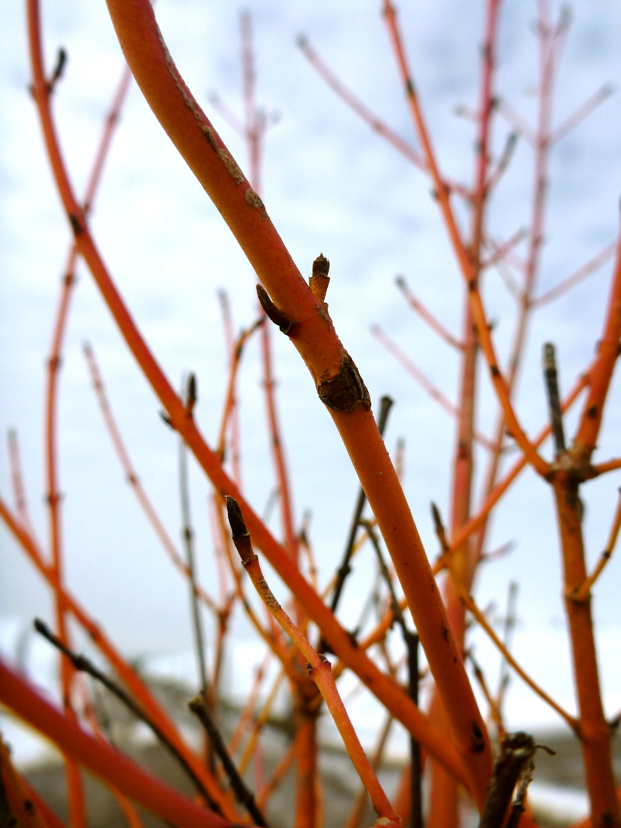 Cornus sanguinea Winter Beauty Winter Beauty Dogwood