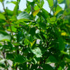 Cornus sericea Red Osier Dogwood