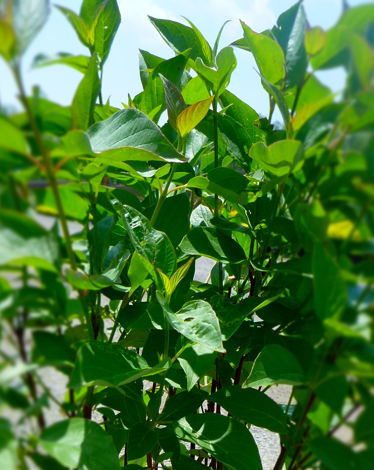 Cornus sericea Red Osier Dogwood