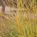 Cornus sericea Flaviramea Yellowtwig Dogwood