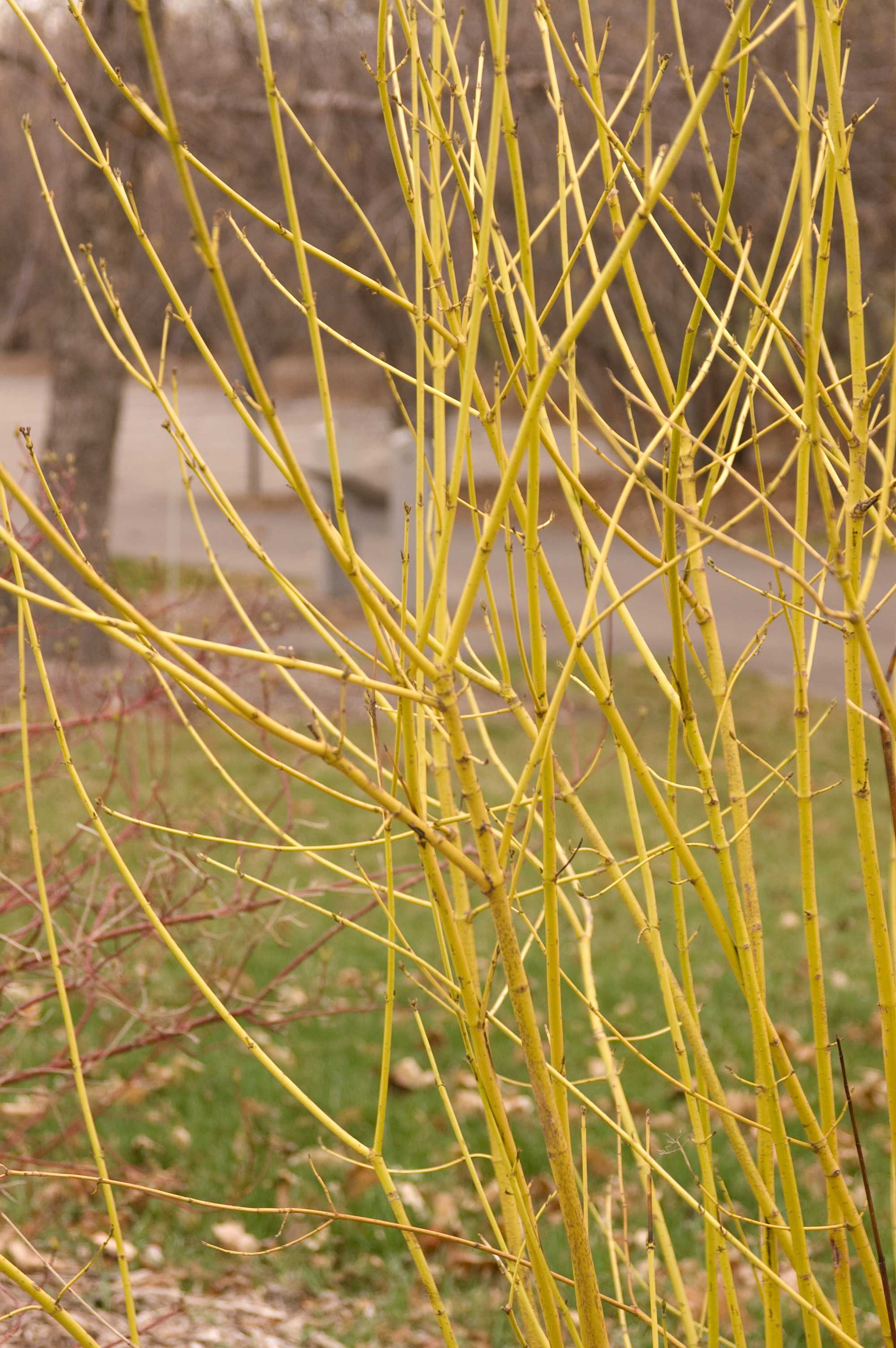 Cornus sericea Flaviramea Yellowtwig Dogwood