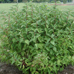 Cornus sericea Arctic Fire Farrow PP18523 Arctic Fire Dogwood