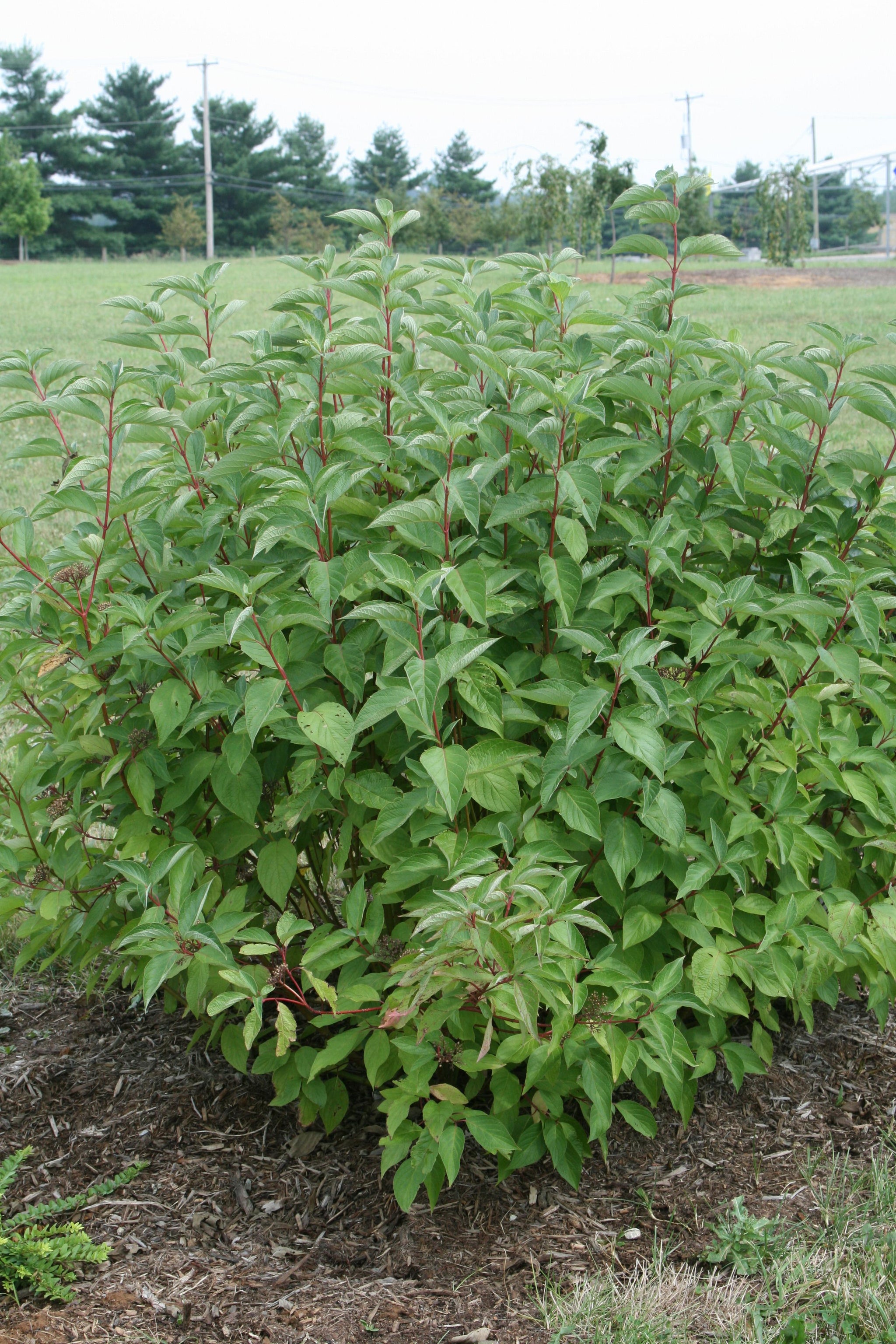 Cornus sericea Arctic Fire Farrow PP18523 Arctic Fire Dogwood