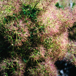 Cotinus coggygria Young Lady Young Lady Smokebush