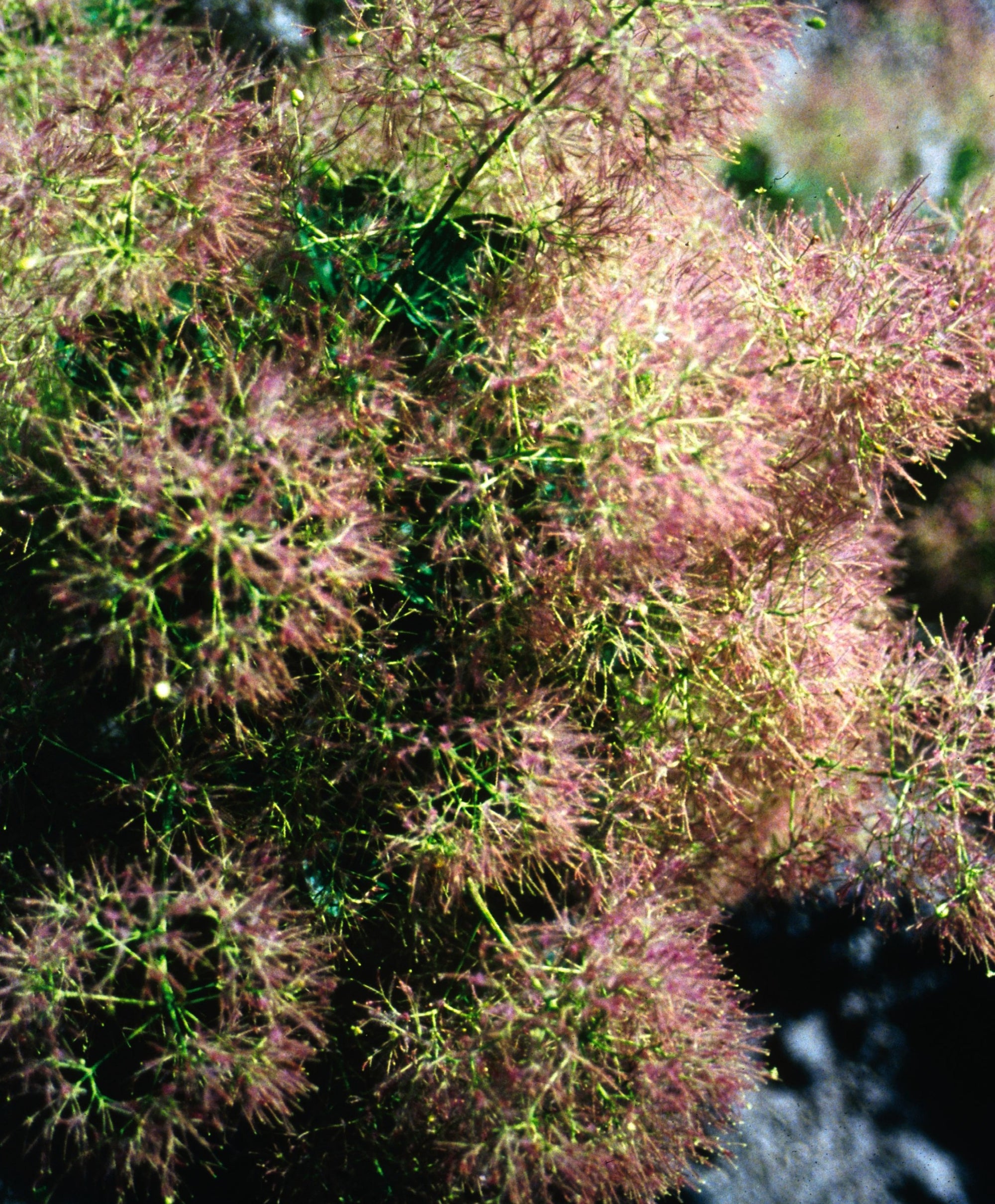 Cotinus coggygria Young Lady Young Lady Smokebush