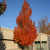 Acer rubrum Armstrong Armstrong Maple