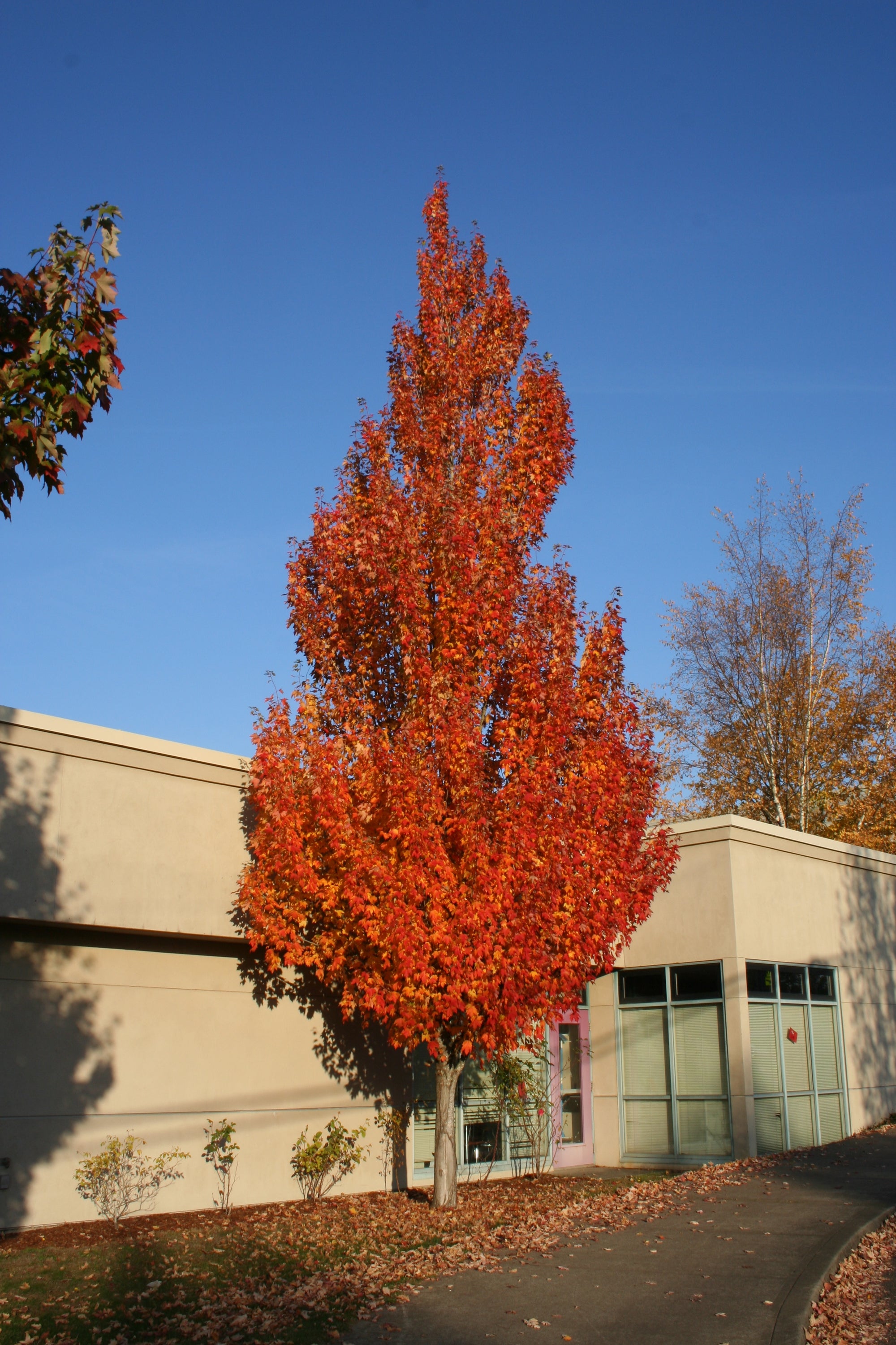 Acer rubrum Armstrong Armstrong Maple