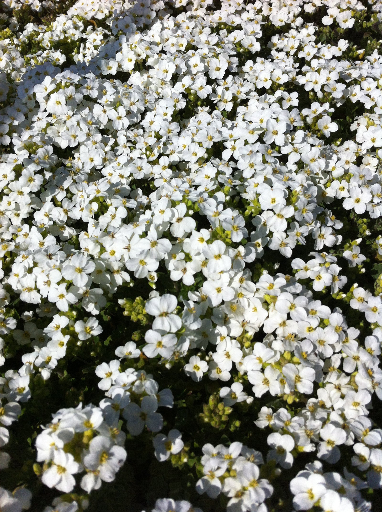 Arabis caucasica Snowcap Wall Cress